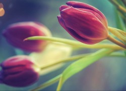 从零开始:成为一名成功的赏金女王的秘诀