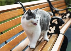 赏金大对决:参与者的心路历程与感悟