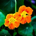 赏金女王的职业生涯:从普通人到传奇人物 desorcgf