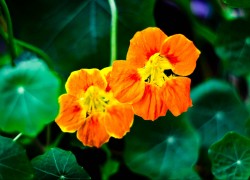 赏金女王的职业生涯:从普通人到传奇人物