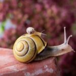 赏金大对决的传奇人物:他们的故事与成就 dl07q6