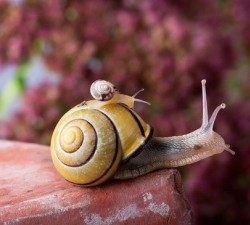 赏金大对决的传奇人物:他们的故事与成就