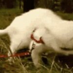 庆余年电游的玩法创新与市场竞争分析 if0kl5