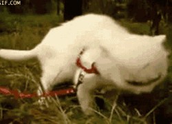 庆余年电游的玩法创新与市场竞争分析